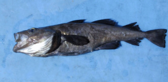 (Arctogadus Drjagin, 1932) Род Арктогадусы, Арктические трески